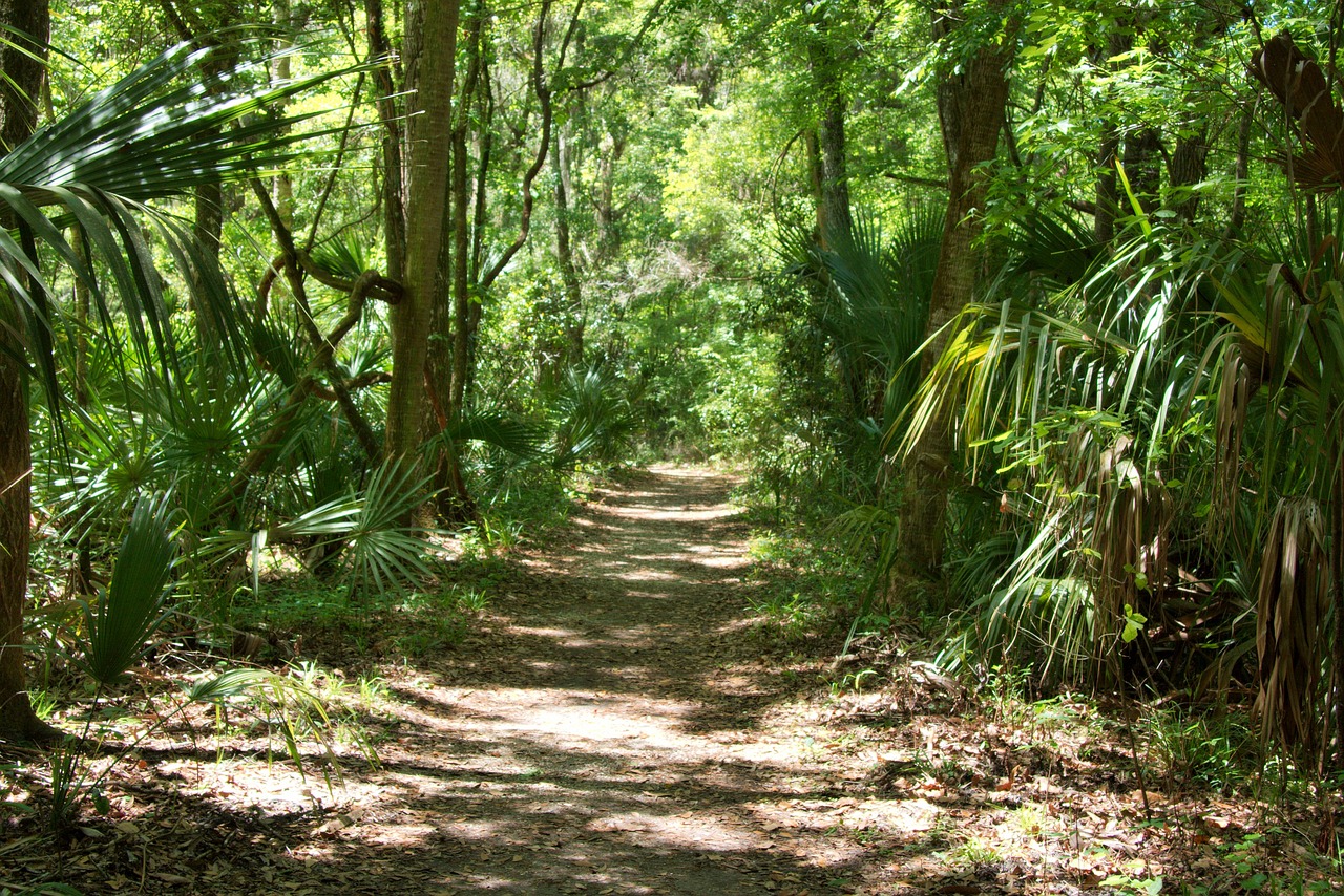 Discovering the Unique Flora of the Florida Everglades